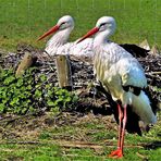 im Fokus "Alle Vögel sind schon da"