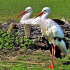 im Fokus "Alle Vögel sind schon da"