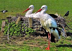 im Fokus "Alle Vögel sind schon da"