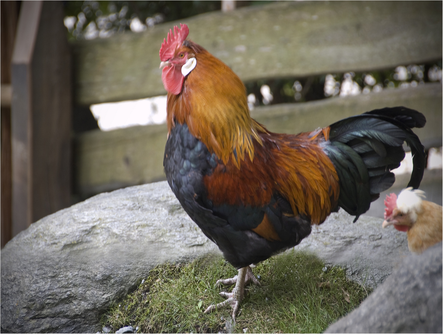 im fokus - alle vögel sind schon da