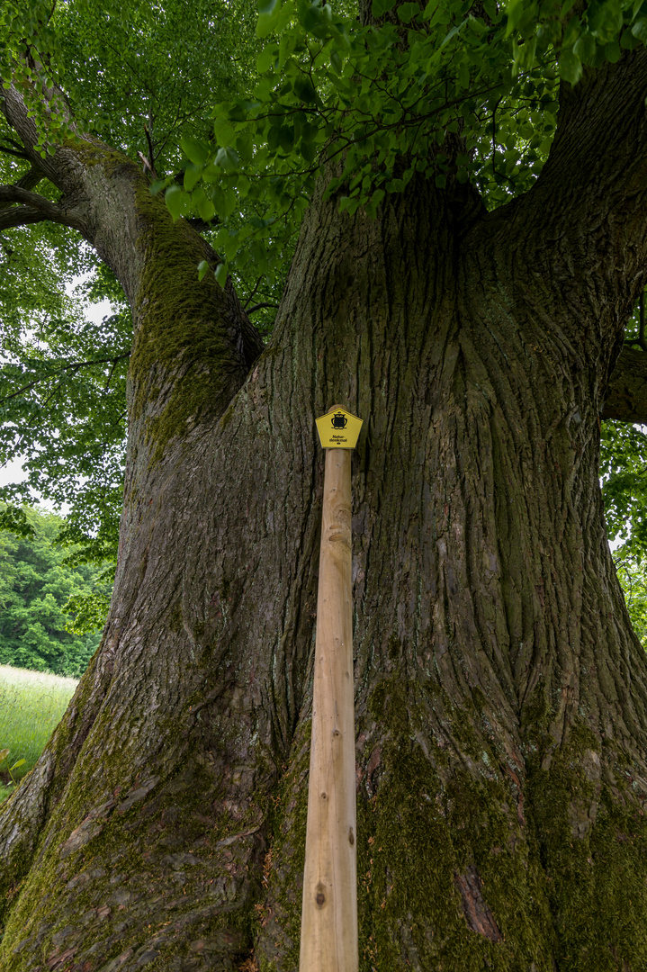 ***   im fokus  "  alter baum "    ***