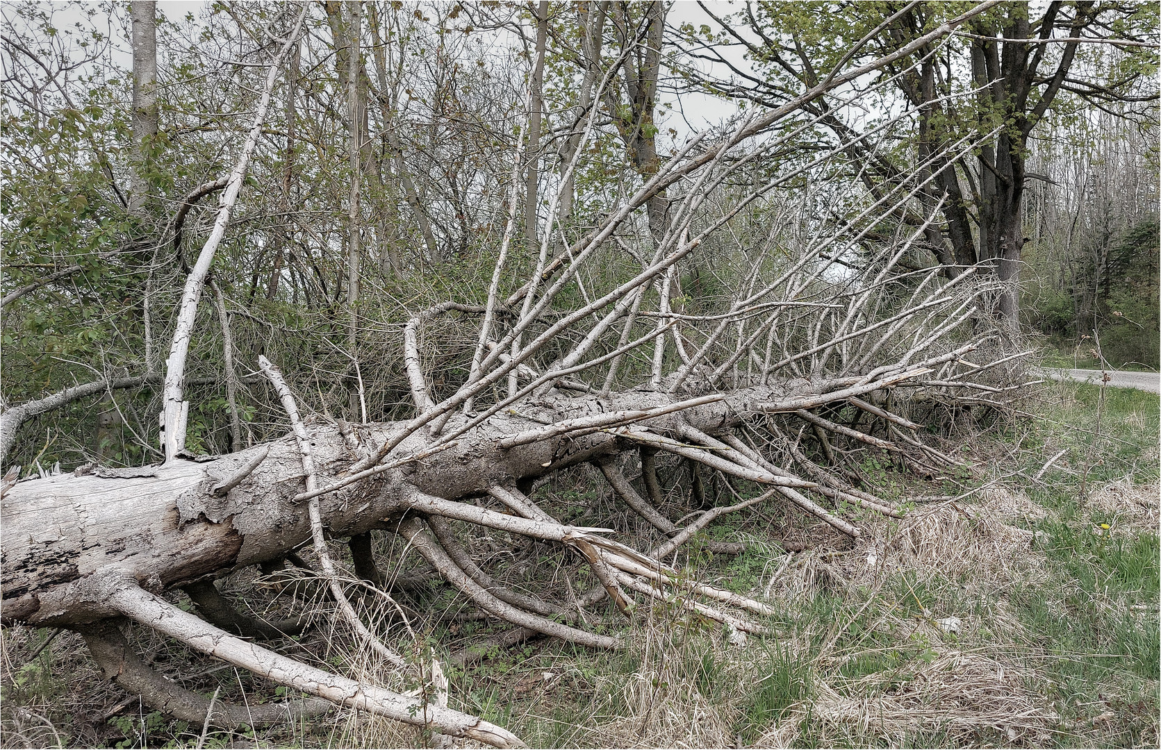 im fokus - alter baum