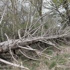 im fokus - alter baum