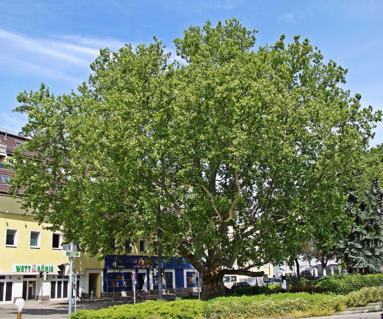 Im Fokus: alter Baum