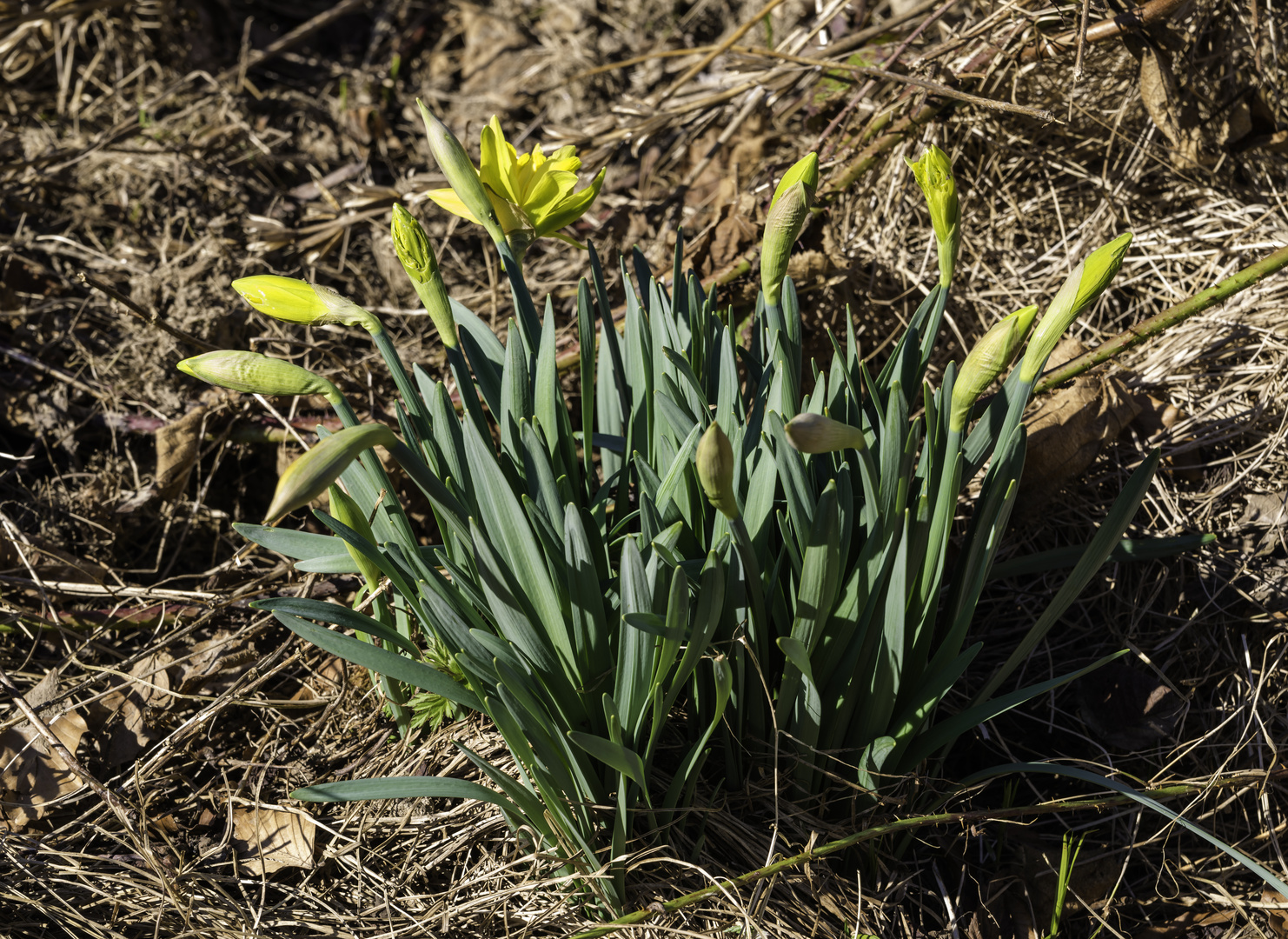 ***    im fokus " der frühling zeigt sich "     ***