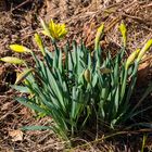 ***    im fokus " der frühling zeigt sich "     ***