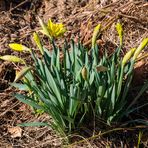 ***    im fokus " der frühling zeigt sich "     ***