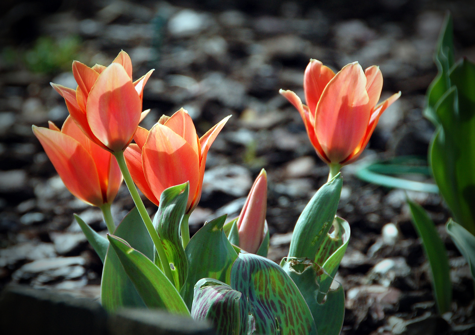 im fokus - der frühling zeigt sich