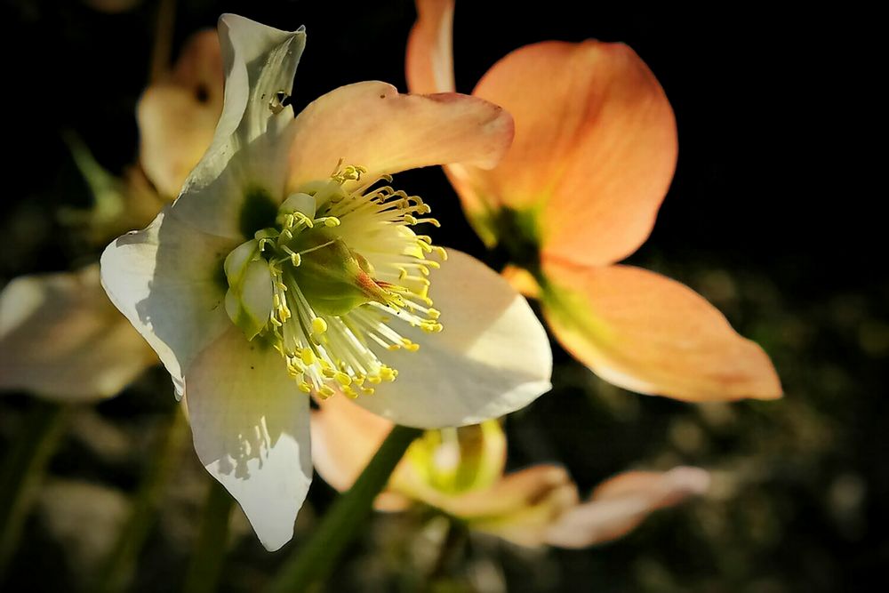 "im Fokus" Der Frühling zieht ein