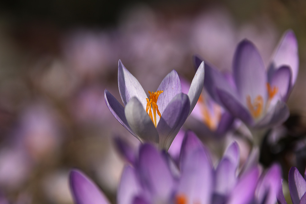 im Fokus der Krokus :-))