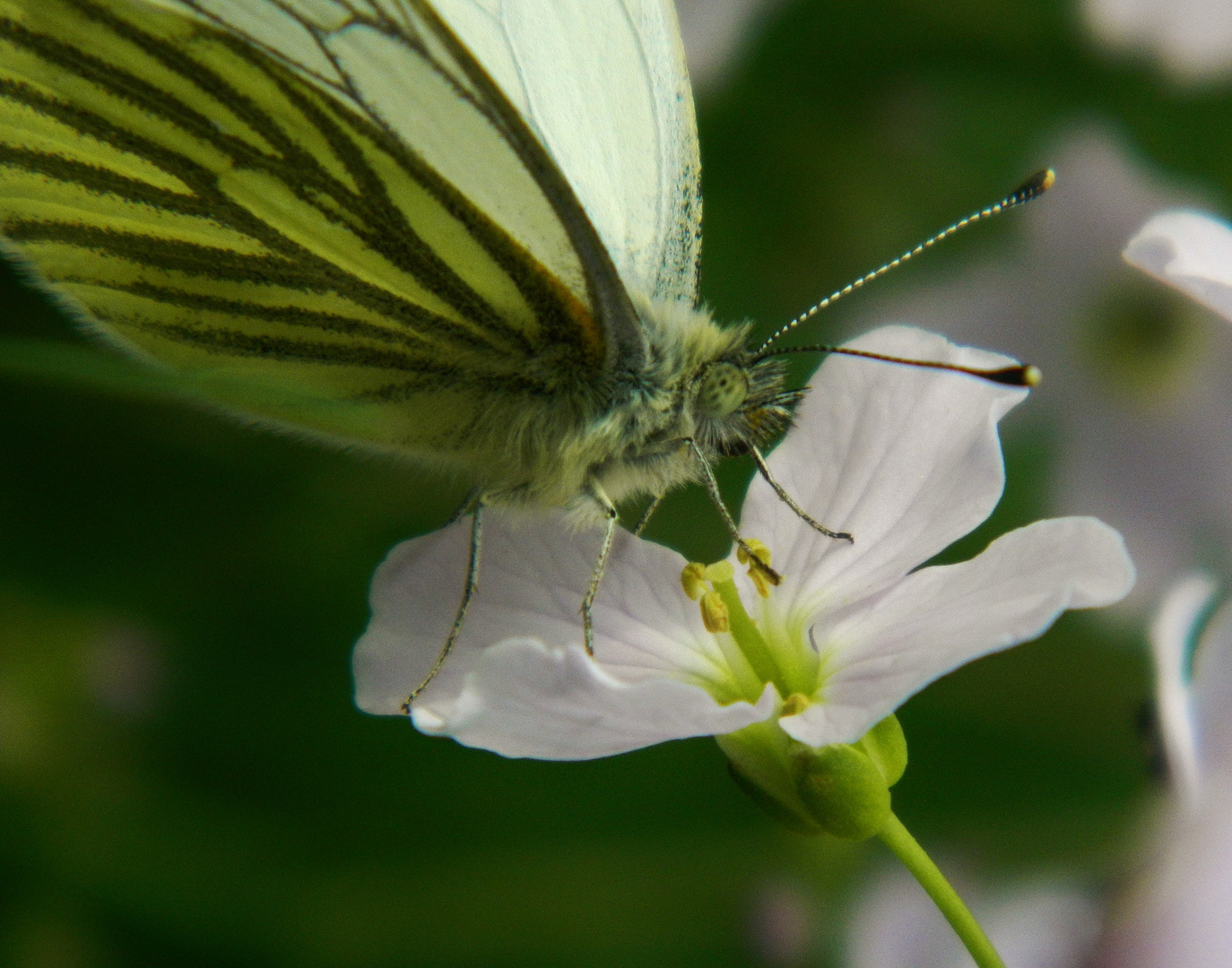 Im Fokus der Natur