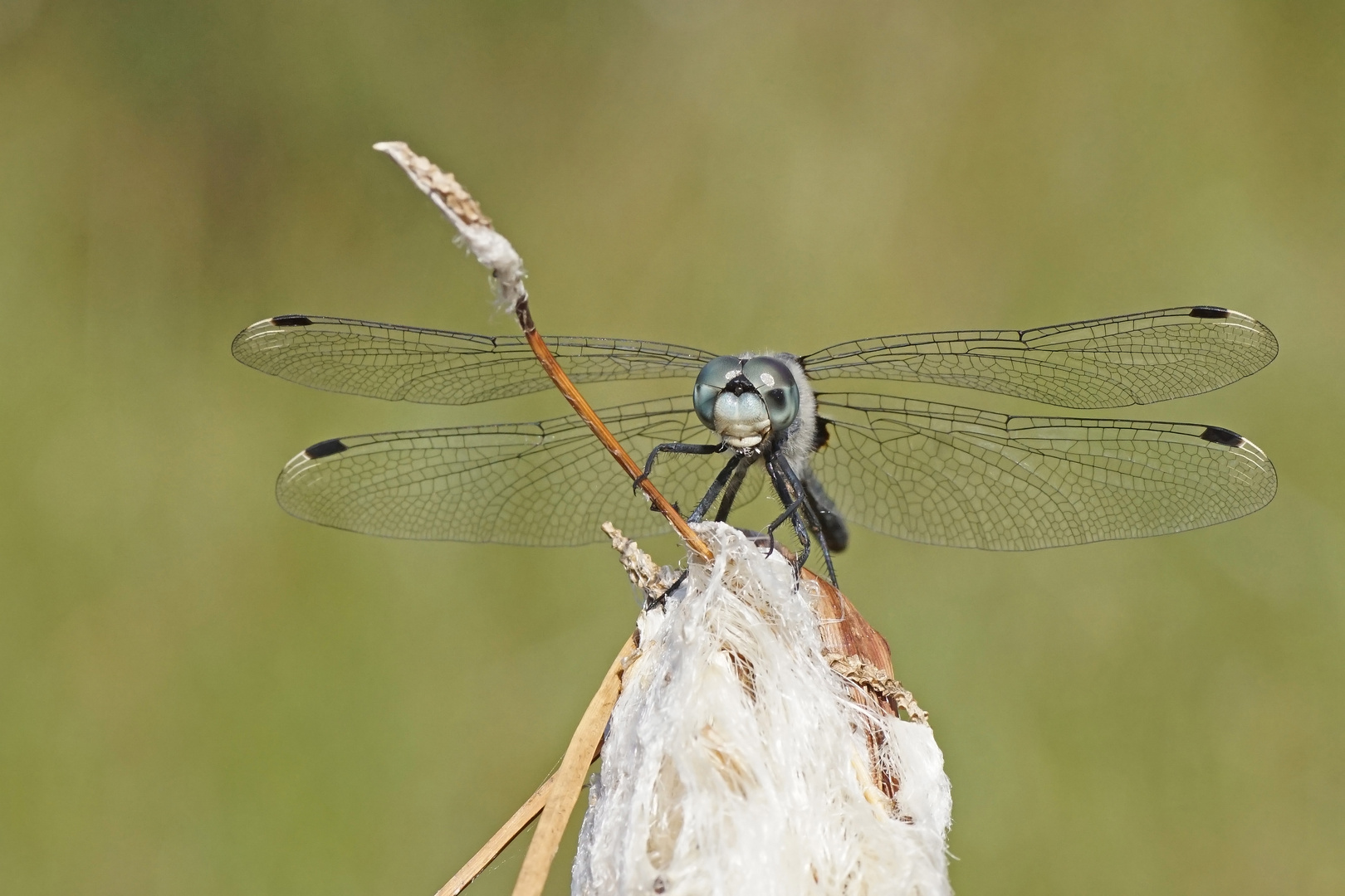 Im Fokus der Östlichen Moosjungfer (Leucorrhinia albifrons)