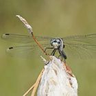 Im Fokus der Östlichen Moosjungfer (Leucorrhinia albifrons)