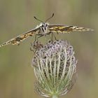 Im Fokus des Schwalbenschwanzes (Papilio machaon)