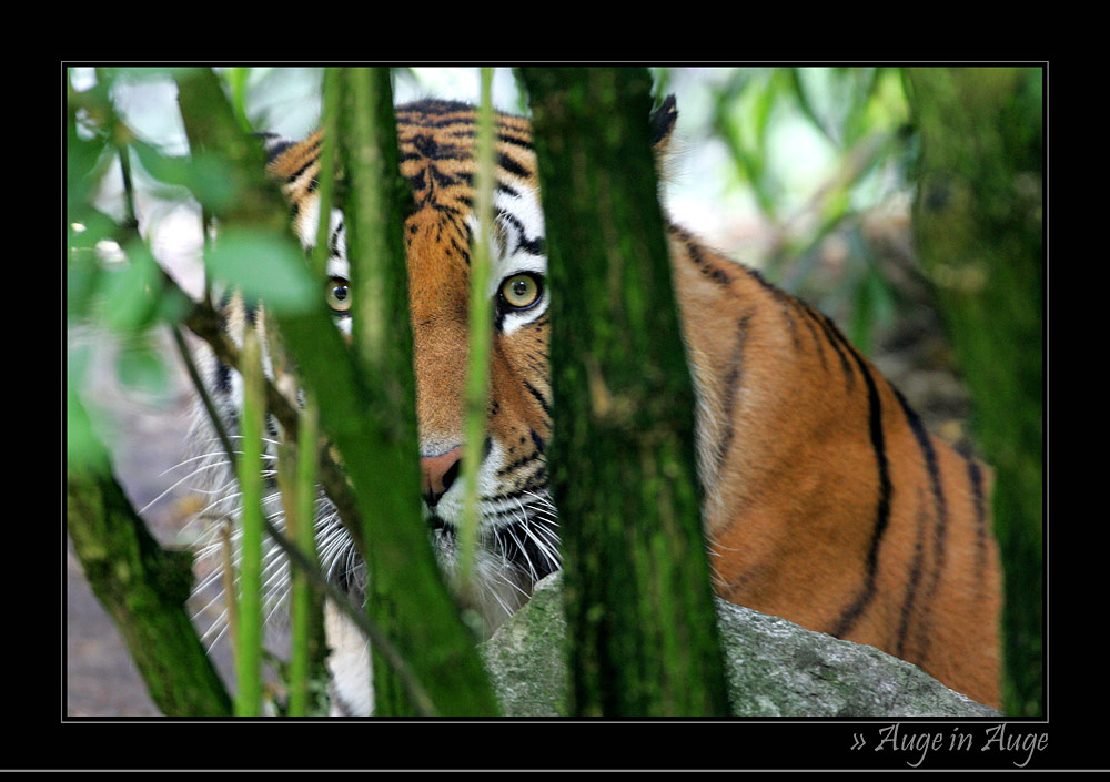 im Fokus des Tigers...