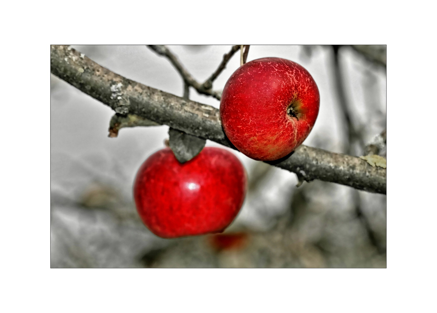 im Fokus "einheimisches Obst"