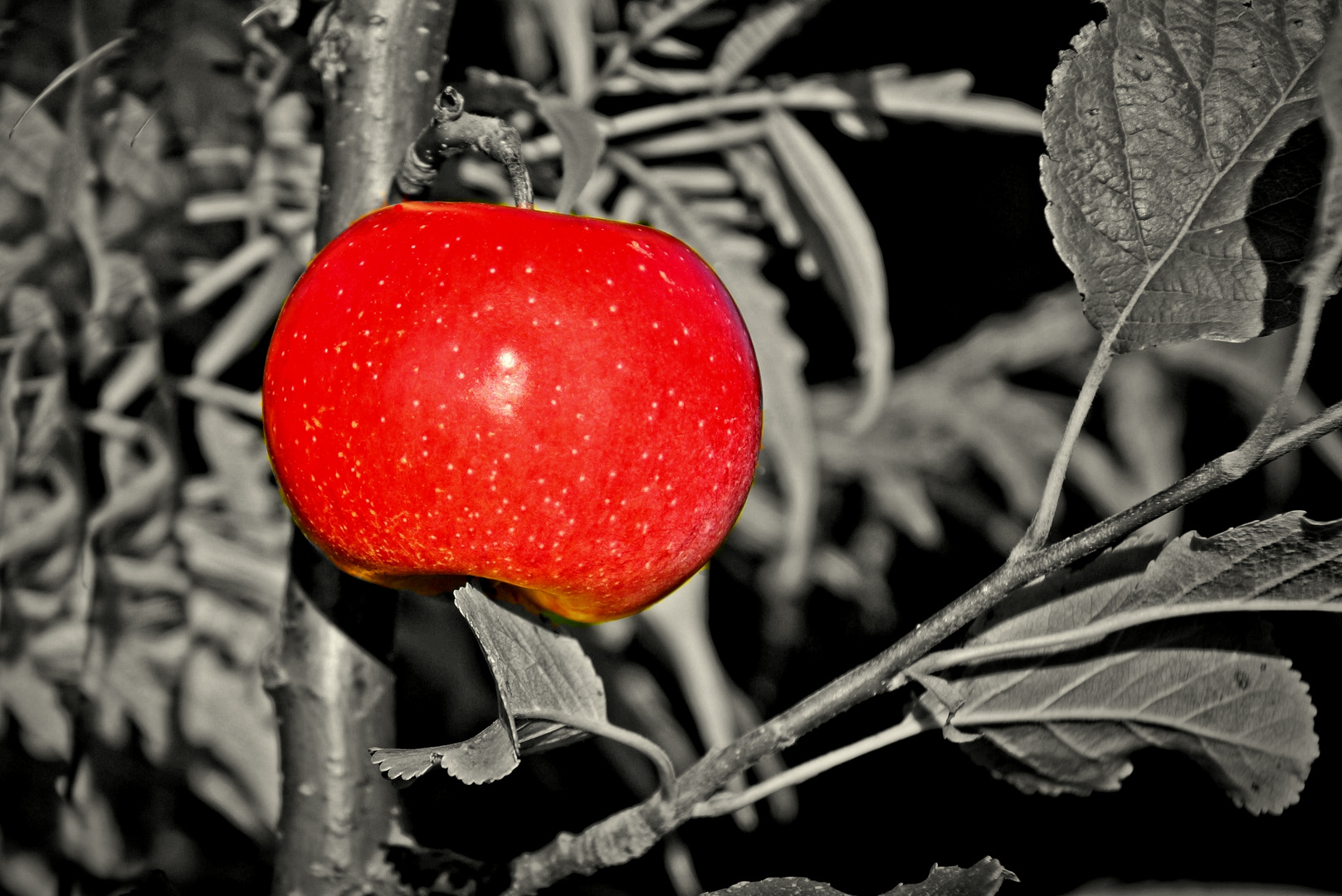 Im Fokus: einheimisches Obst