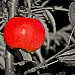 Im Fokus: einheimisches Obst