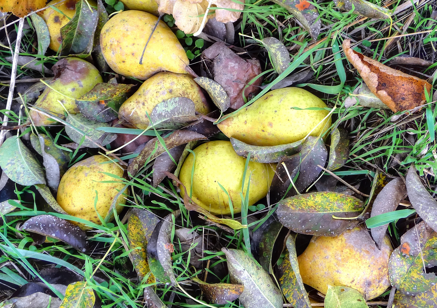 im fokus - einheimisches obst