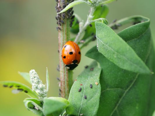 Im Fokus :Es krabbelt und kriecht