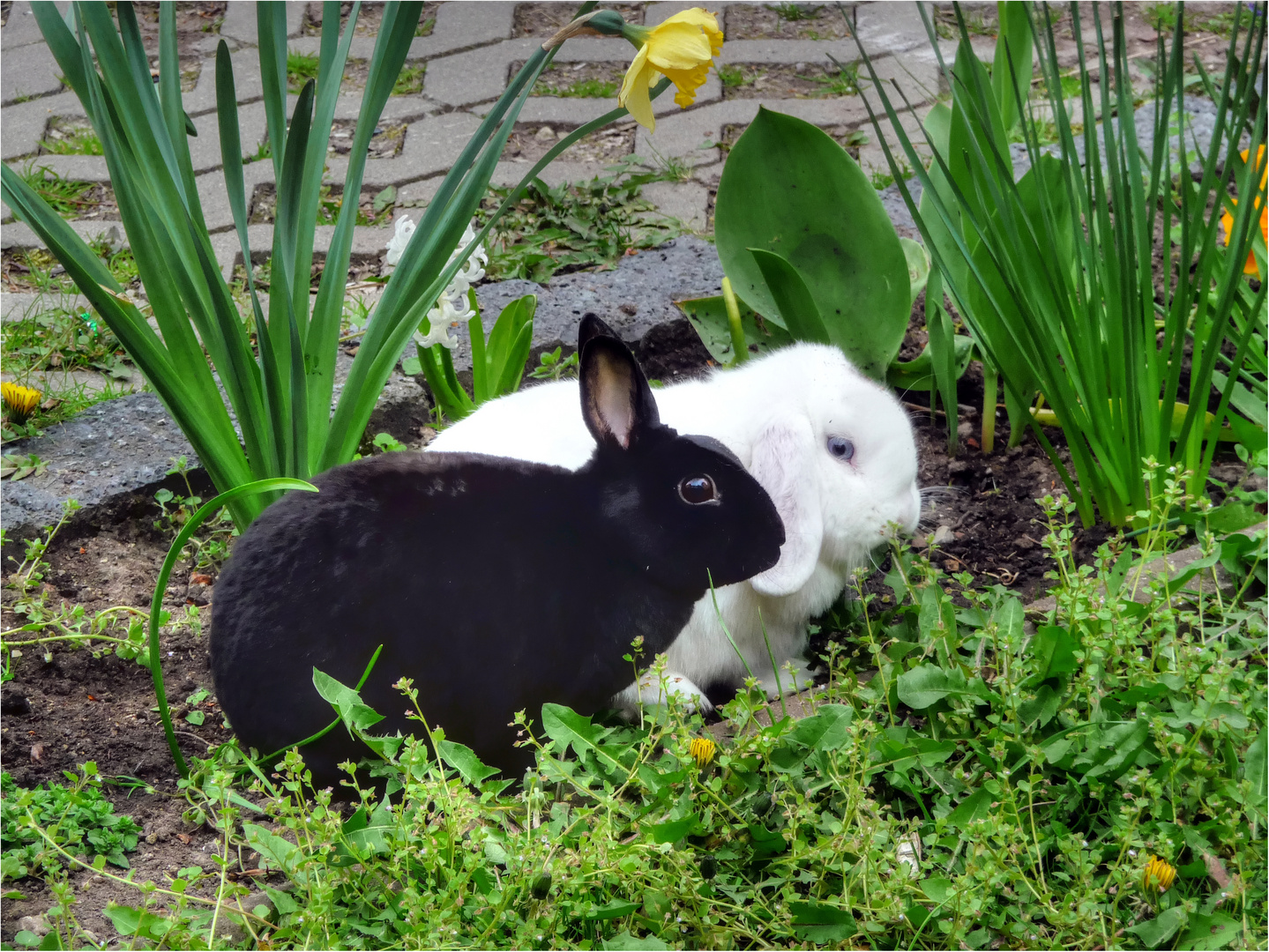 im fokus - frühling