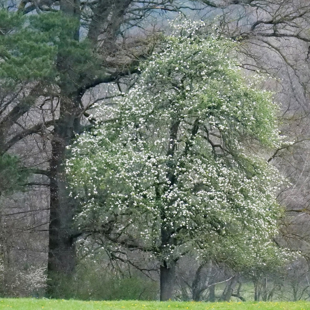 Im Fokus: Frühling