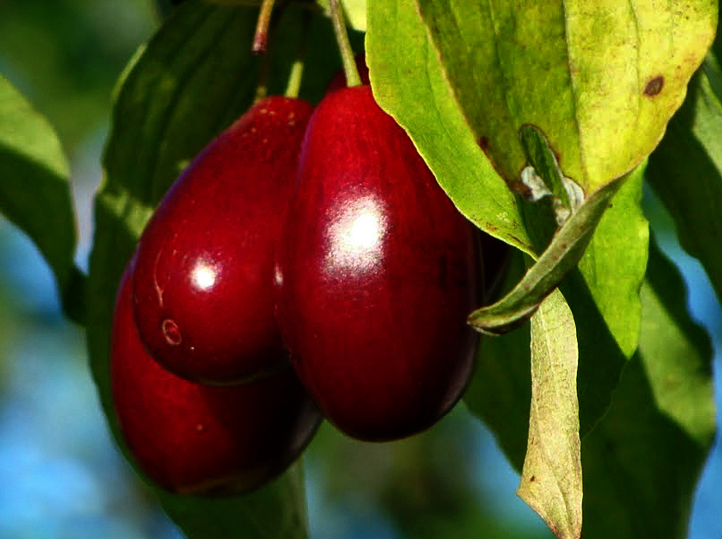 Im Fokus "Heimisches Obst"