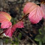 im fokus - herbstlaub