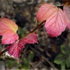 im fokus - herbstlaub