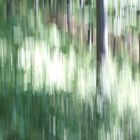 im fokus - icm (intentional camera movement)