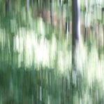 im fokus - icm (intentional camera movement)