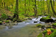 im Fokus "Idyllische Bachläufe"