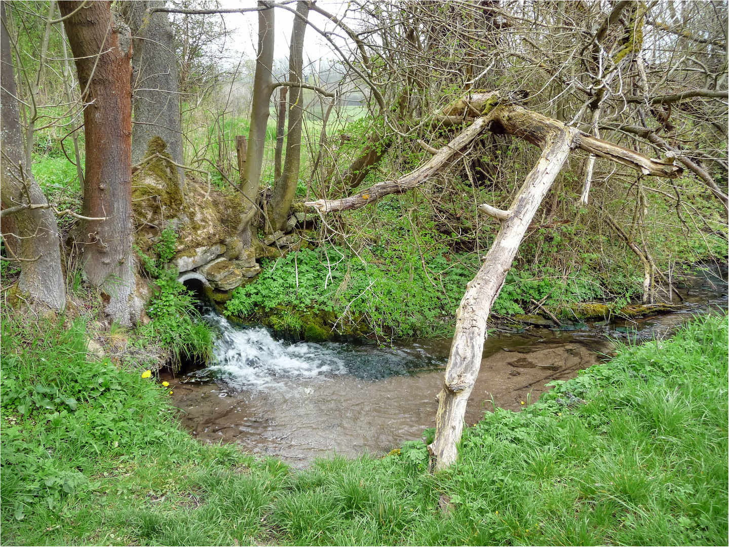 im fokus - idyllische bachläufe