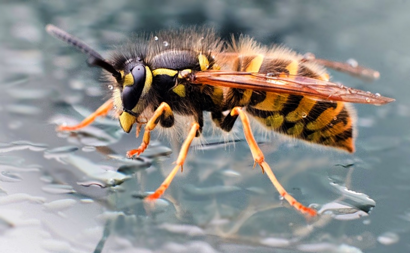 im Fokus: " Insekten"