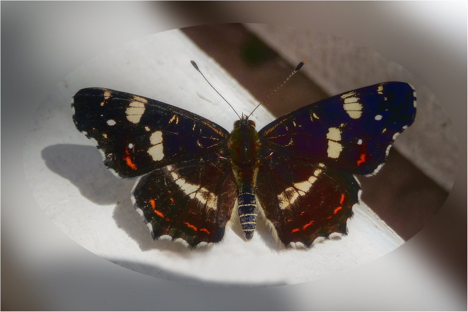 im fokus - insekten