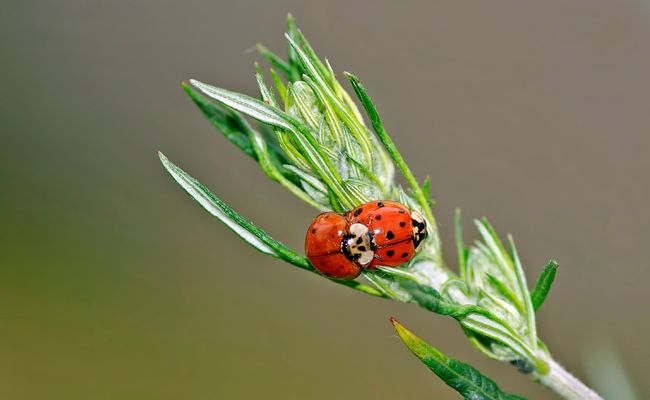 im Fokus: "kleine Dinge ganz groß"