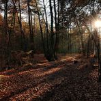 "Im Fokus" Licht und Schatten