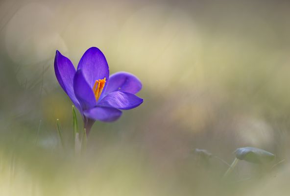 Im Fokus - Makro, kleines extra groß