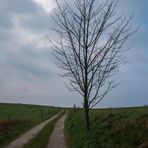 *** im fokus " mein freund der baum " ***