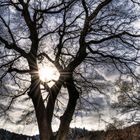 "im Fokus" Mein Freund der Baum