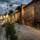 "im Fokus" Natur in der Stadt