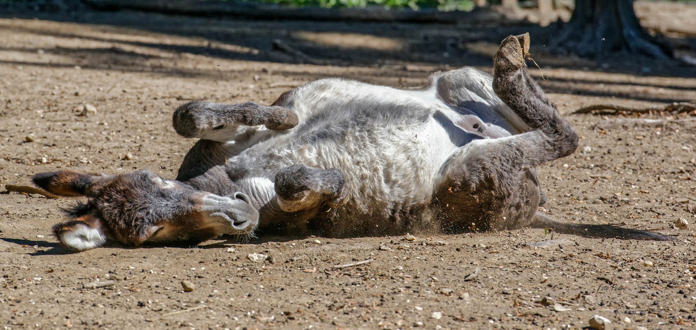 "im Fokus" Tierporträt