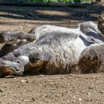 "im Fokus" Tierporträt