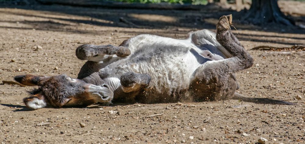 "im Fokus" Tierporträt