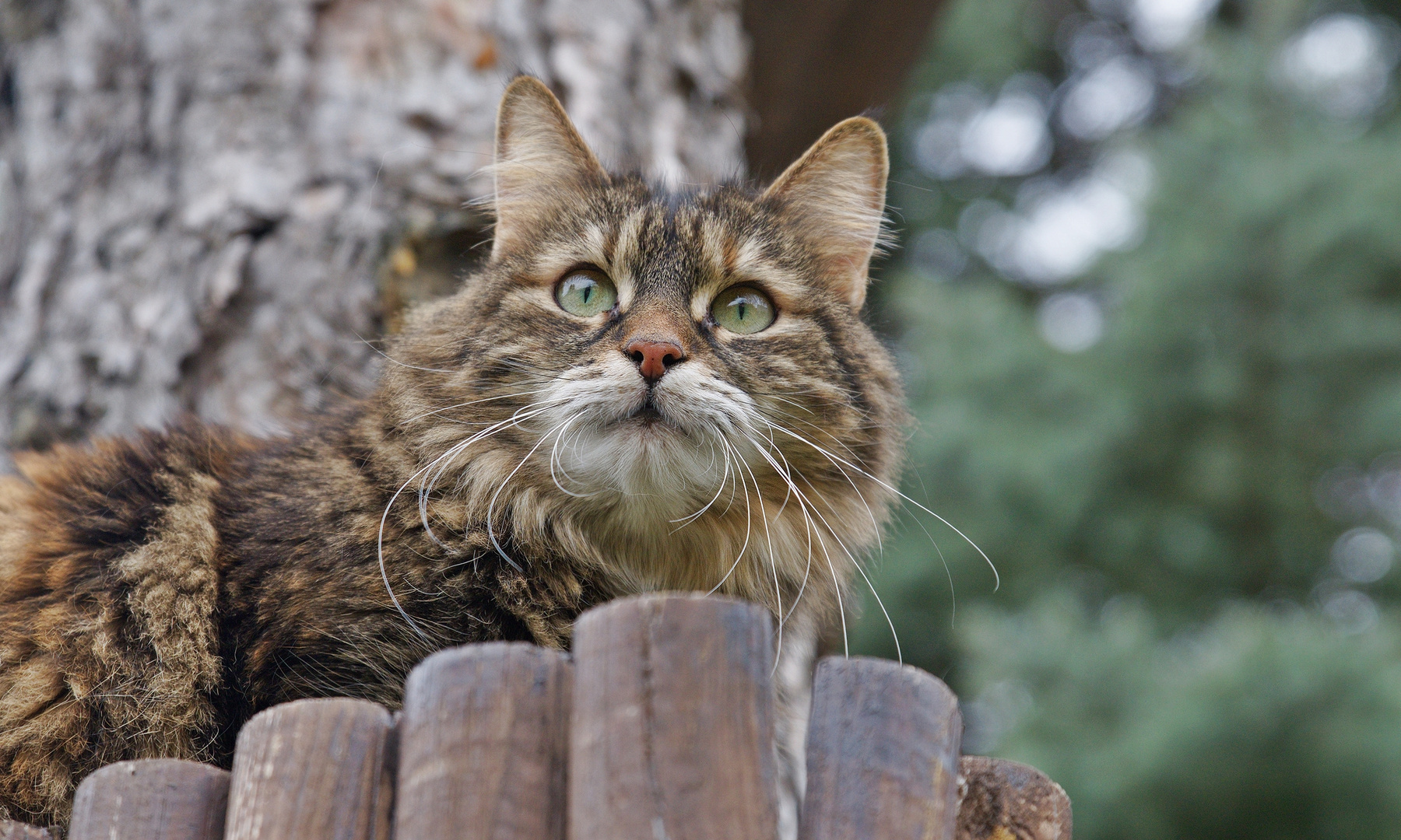 "Im Fokus" - Tierportrait