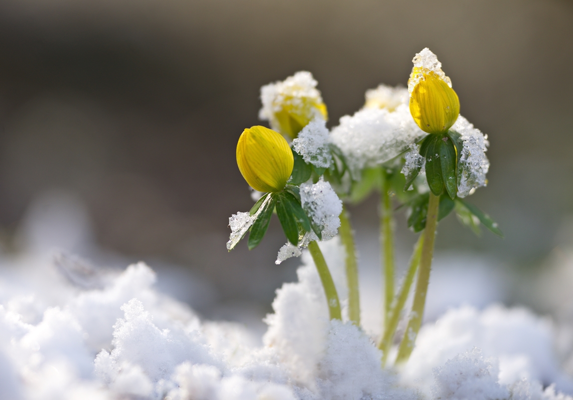 "Im Fokus" winterlich