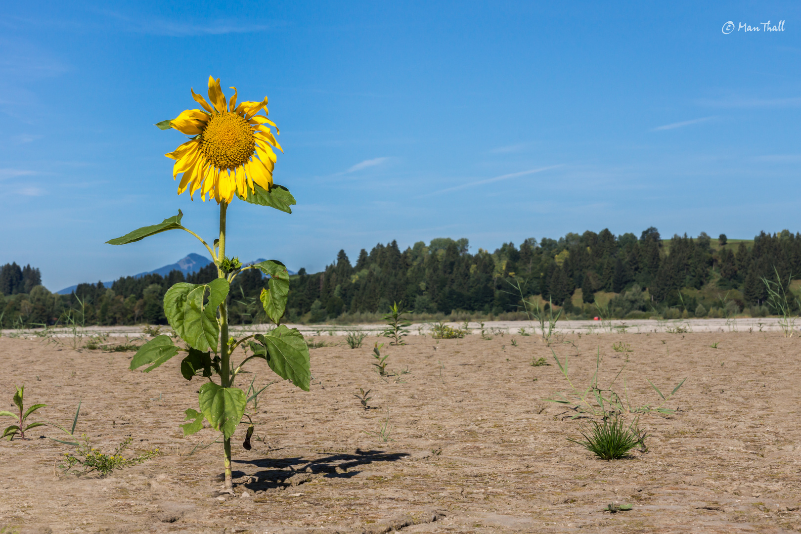 Im Forggensee (II) ...