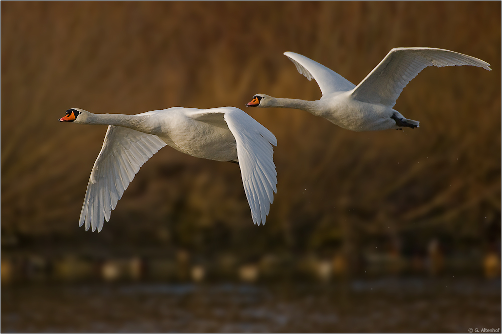 im Formationsflug...