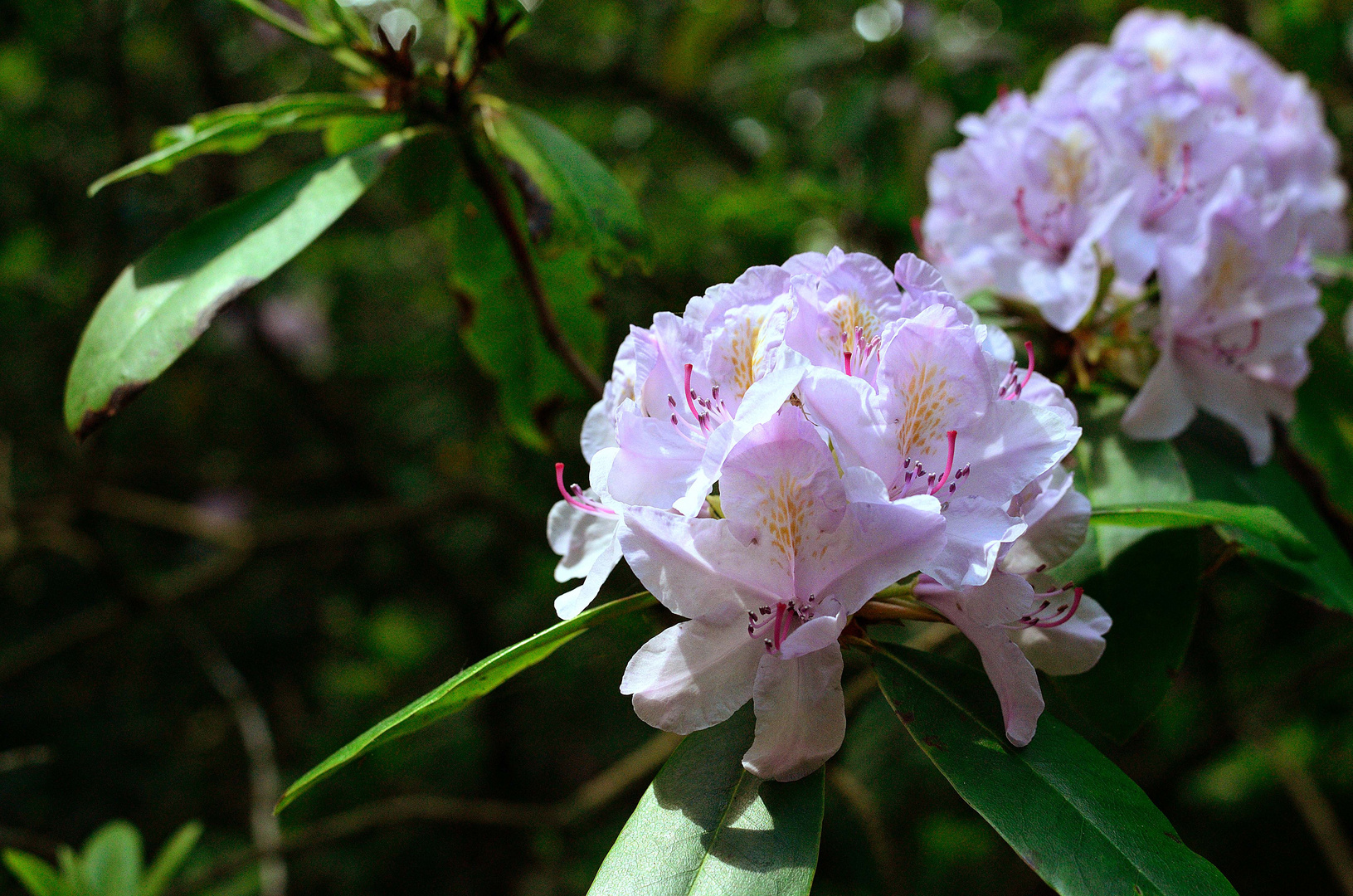 Im Forstbotanischen Garten 2