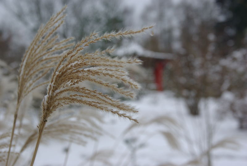 im Fostbotanischen Garten Eberswalde